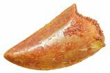 Serrated Raptor Tooth - Real Dinosaur Tooth #364831-1